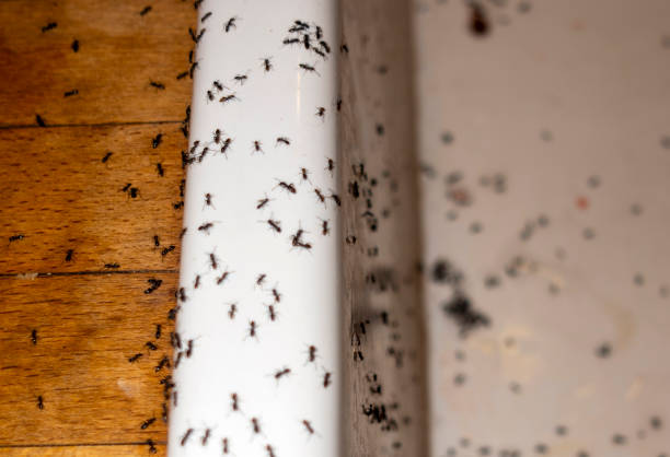 Best Termite Control Services  in Cutlerville, MI